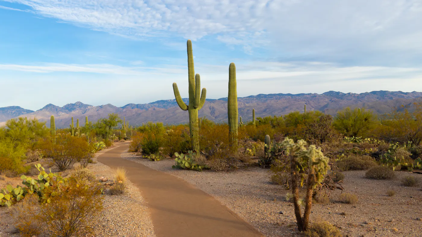 A trail curving through the Sonoran desert past saguaro cactus, with mountains behind.